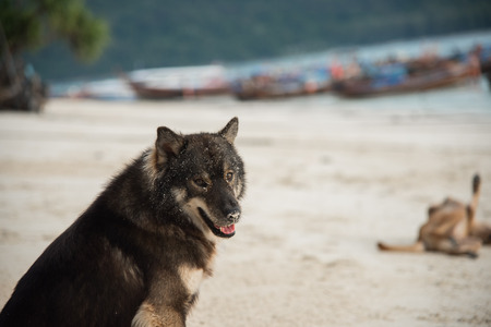 the dog on the beachの写真素材