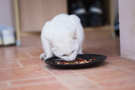 Cute white cat eatingの写真素材