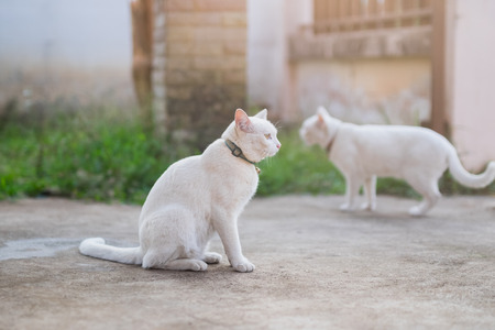 cute white cat sittingの写真素材