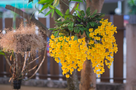 yellow orchid in the gardenの写真素材