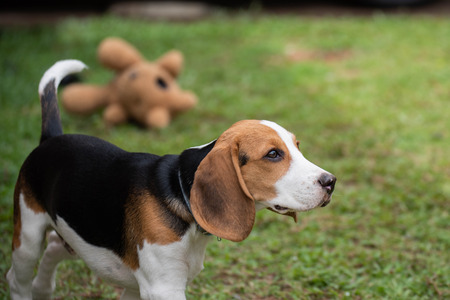 Cute beagle dog playing on the grassの写真素材