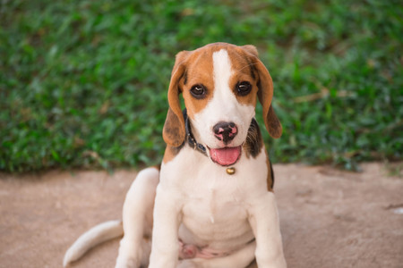 Close up of cute young Beagle playing in gardenの写真素材