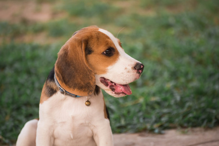 Close up of cute young Beagle playing in gardenの写真素材