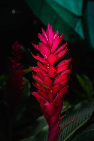 red flower on dark background