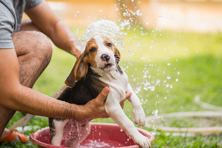Cute puppy beagle taking a showerの写真素材