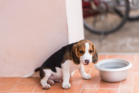 Close up of cute young beagle puppyの写真素材