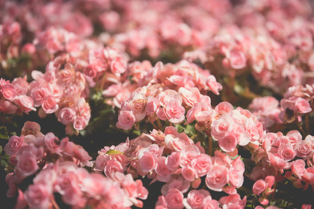 flowers background vintage color, nature background conceptの写真素材
