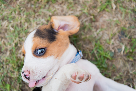 Close up of cute young Beagle playing in gardenの写真素材