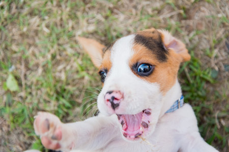 Close up of cute young Beagle playing in garden