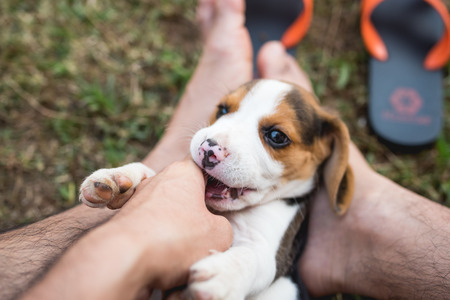 Close up of cute young Beagle playing in gardenの写真素材
