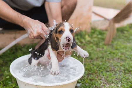 Cute puppy beagle taking a showerの写真素材