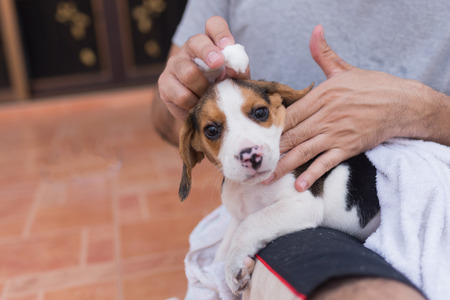 man holding puppy beagleの写真素材