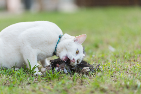 White cat hunter bird and eating on the fieldの写真素材