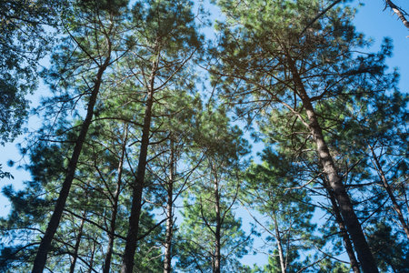 the nature background of pine forest up view