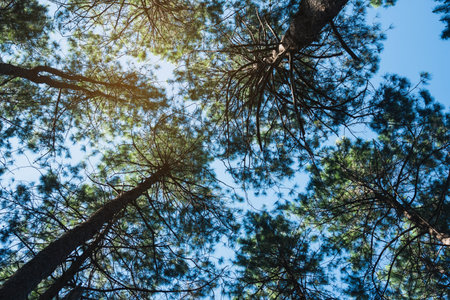 the nature background of pine forest up view
