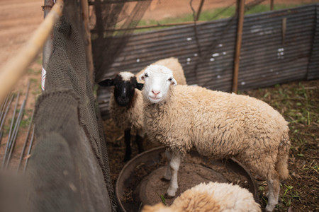 close up of sheep in the cageの写真素材