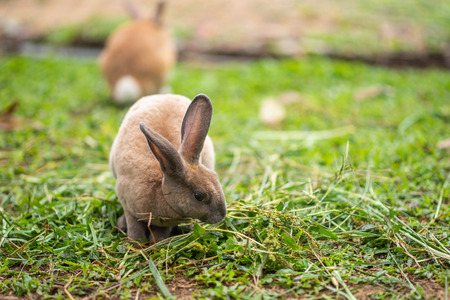close up of rabbit in the cageの写真素材