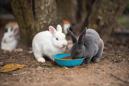 Close up of rabbit in the cageの写真素材