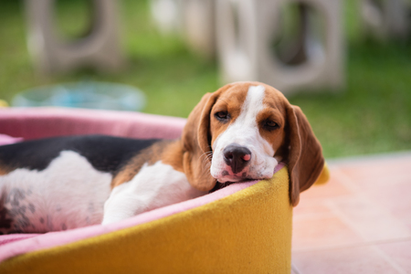 cute beagle sleepy on his bedの写真素材