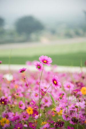 cosmos flowers in the garden in the morningの写真素材