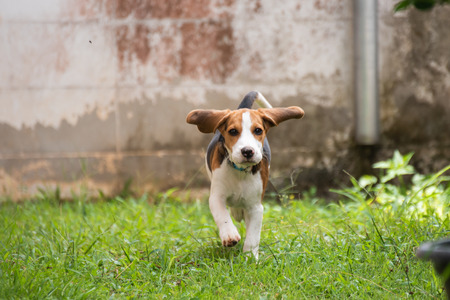 Cute beagle dog running on the grassの写真素材