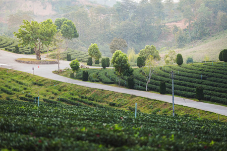 Tea farm at chiang rai, Thailandの写真素材