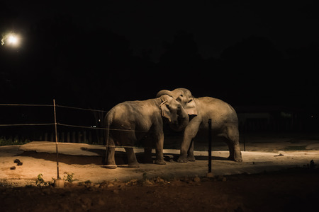 Elephant at zoo nightの写真素材