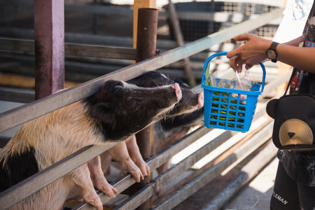 Pig at the farmの写真素材