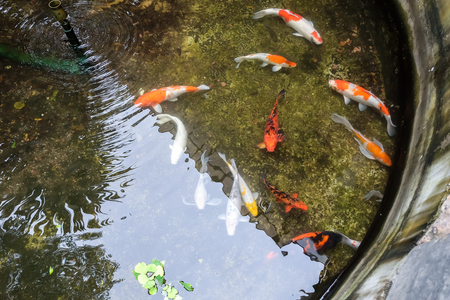 Colorful koi fish in the 
fish pond, Crayfishの写真素材