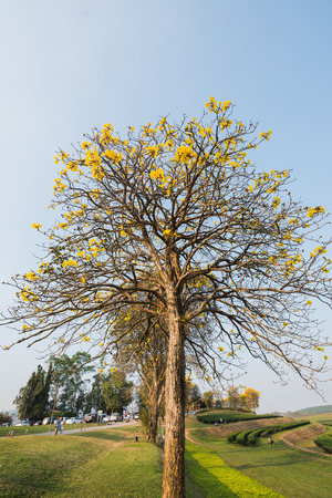 Supanika Flowers Cochlospermum regium with Blue Skyの写真素材