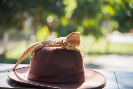 orange Iguana on hatの写真素材
