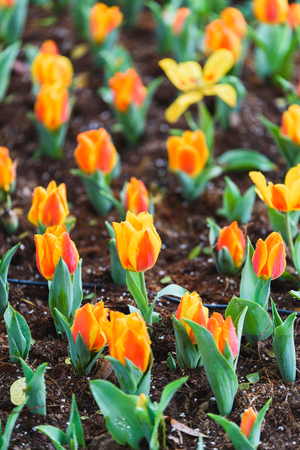 tulip flowers in the gardenの写真素材