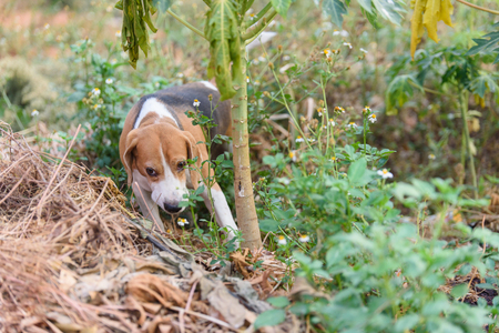 beagle portraitの写真素材