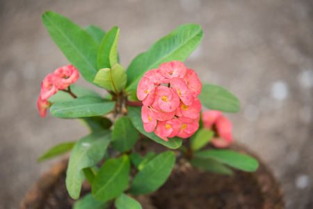 Red crown of thorns flowersの写真素材