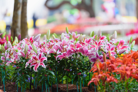Lily Flowers in the gardenの写真素材