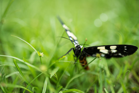 black butterfly on green grass
