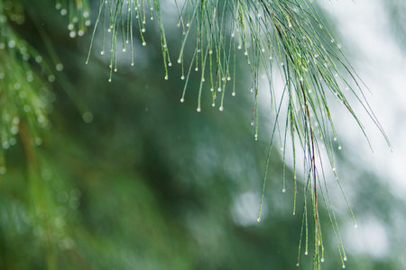 rain drop on pine tree