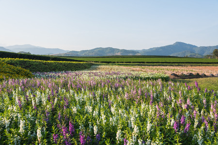 Flower garden background in the north of Thailandの写真素材