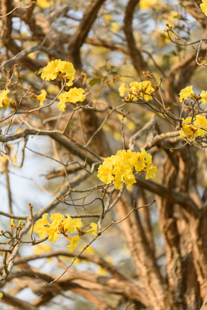 Supanika Flowers Cochlospermum regium with Blue Skyの写真素材