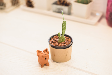 cactus flowerの写真素材