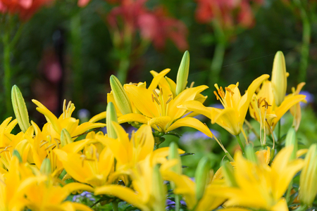 yellow lily flowers in the gardenの写真素材