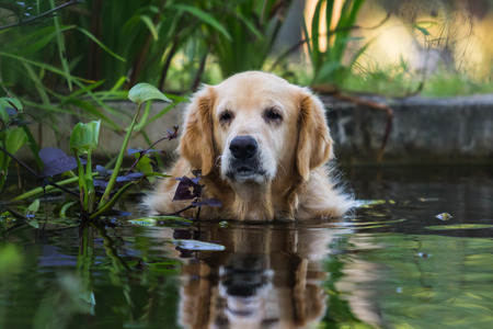 cute golden retriever dog in the pondの写真素材