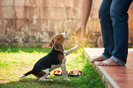 portrait of puppy beagle say helloの写真素材