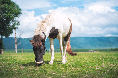 horse eating grass on the fieldの写真素材
