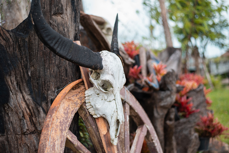 Head skull of buffaloの写真素材