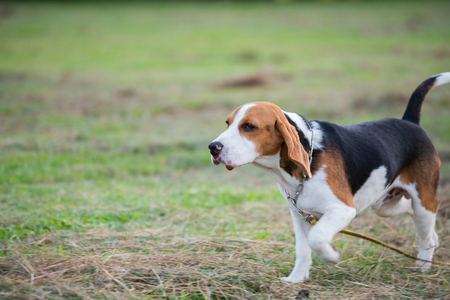 Close up of cute young Beagle playing in fieldの写真素材