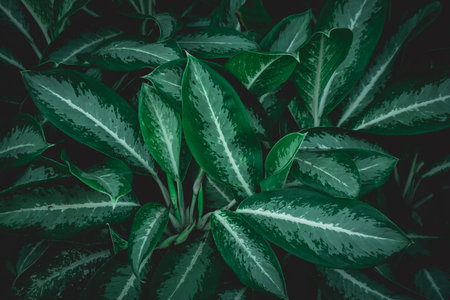 green leaf background, nature background conceptの写真素材