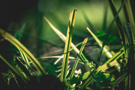green leaf background, nature background concept