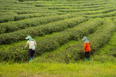worker woman picking green tea leaf at the tea farmの写真素材