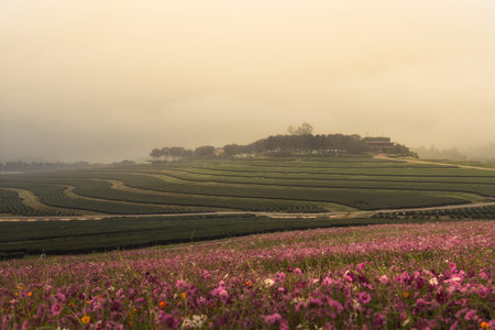 cosmos flowers and green tea farm in the morning sunrise
